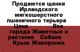 Продаются щенки Ирландского мягкошерстного пшеничного терьера › Цена ­ 30 000 - Все города Животные и растения » Собаки   . Крым,Жаворонки